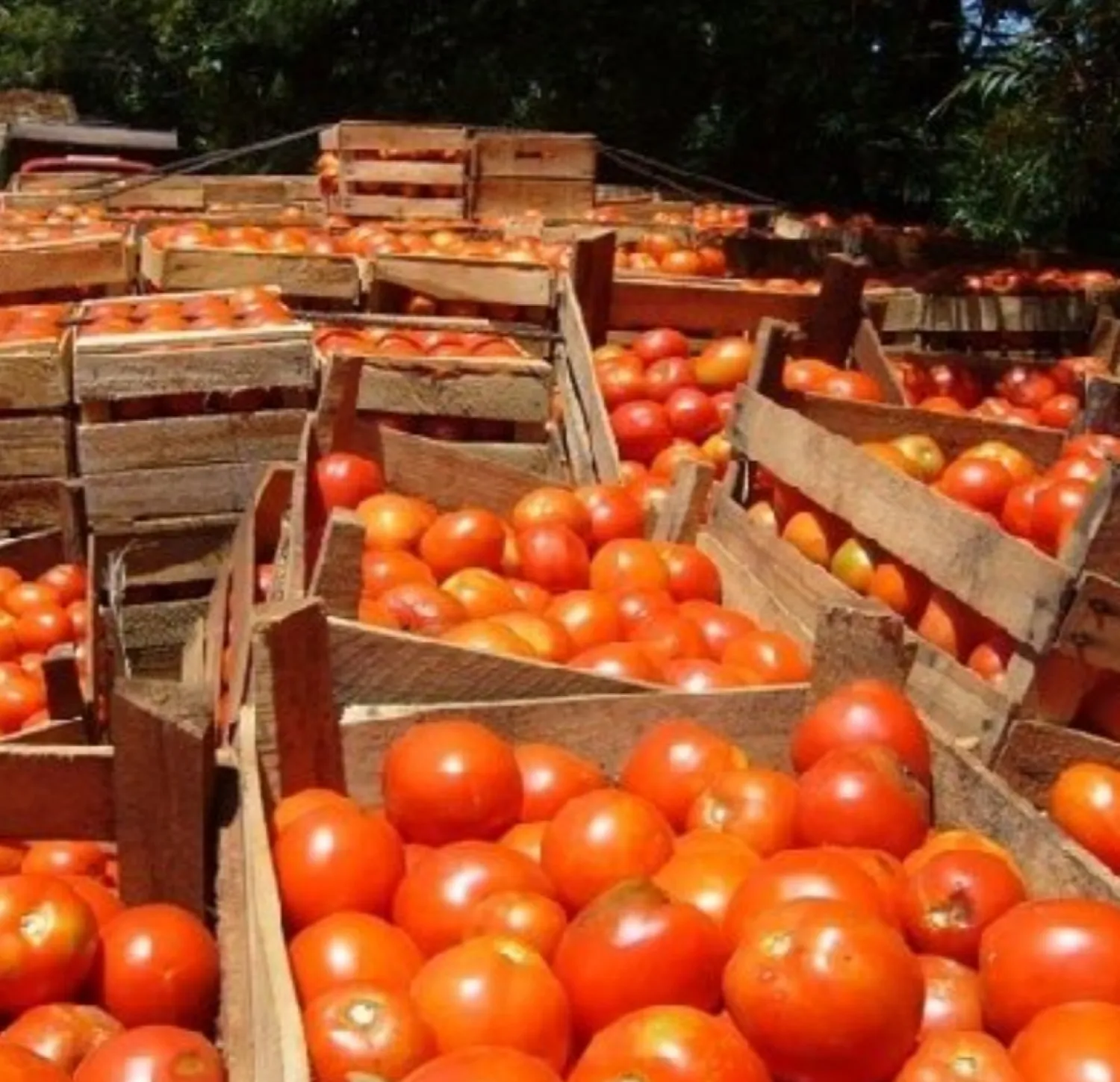 Qué pasa con el tomate. Subida extrema de precio.